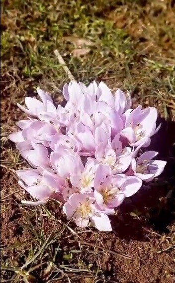 Pülümür Vadisi bölgesinde çiğdemler yalancı bahara aldandı, erkenden açtı. Tunceli’de