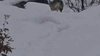 Tunceli’nin Pülümür Vadisi’nde, karla kaplı dağlık alanda yiyecek arayan bir