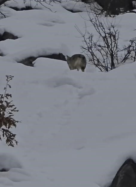 Tunceli’nin Pülümür Vadisi’nde, karla kaplı dağlık alanda yiyecek arayan bir