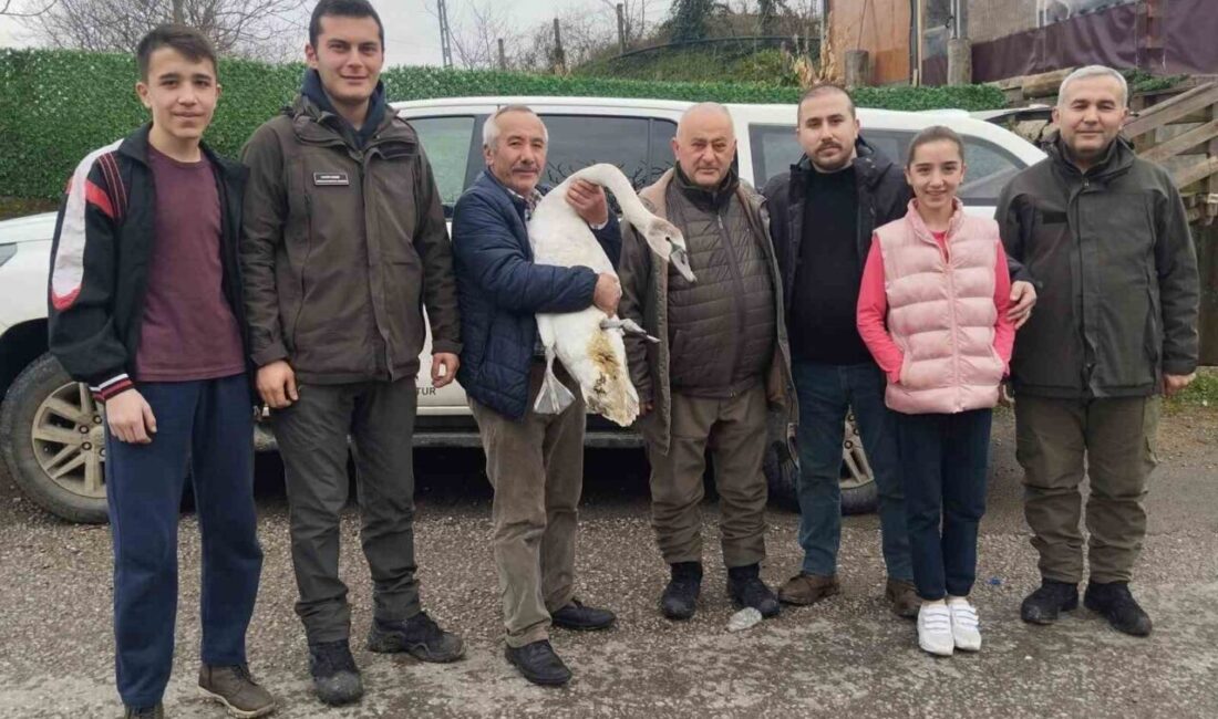 Bartın’da köy muhtarı tarafından bulunarak yaralı olduğu görülen kuğu, Doğa