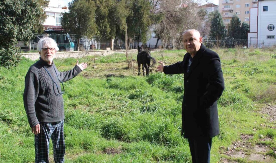 Aydın’ın Efeler ilçesinde eski müze binasının bahçesine bağlanan 2 katır