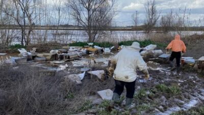 Manisa’nın Salihli ilçesinde etkili olan sağanak yağış, tarım ve hayvancılığı