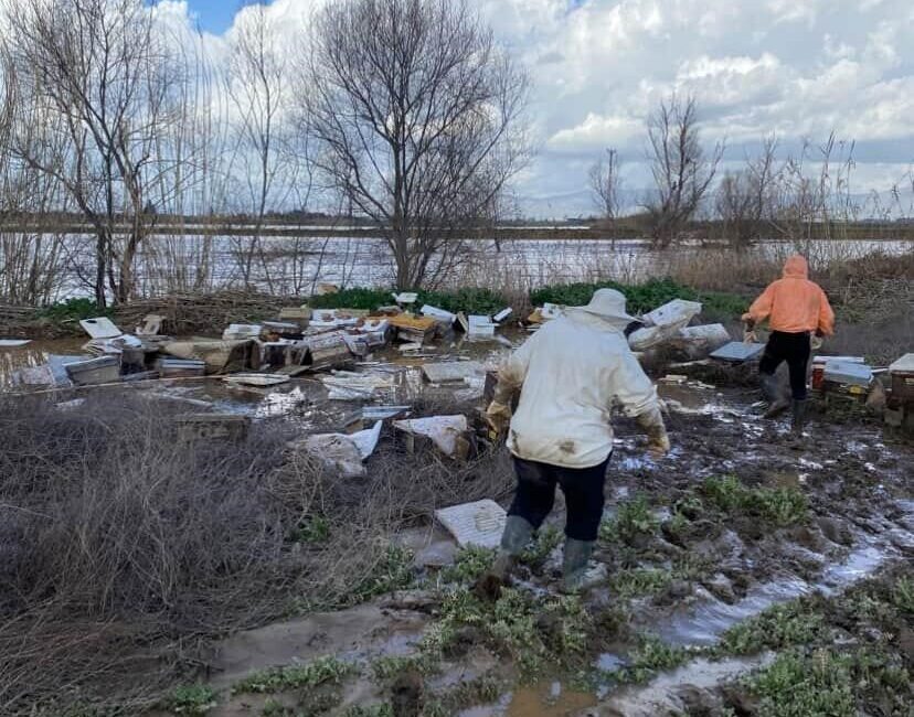 Manisa’nın Salihli ilçesinde etkili olan sağanak yağış, tarım ve hayvancılığı
