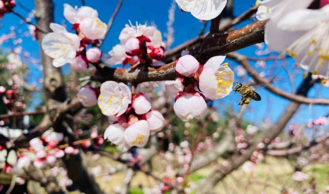 Manisa’nın Salihli ilçesindeki Tarım ve Orman Müdürlüğü, sert çekirdekli meyvelerde