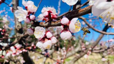 Manisa’nın Salihli ilçesindeki Tarım ve Orman Müdürlüğü, sert çekirdekli meyvelerde
