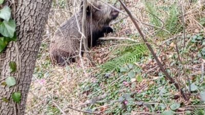 Samsun’da sezonun bitmesine günler kala avcılar, 9 köpek ve 8