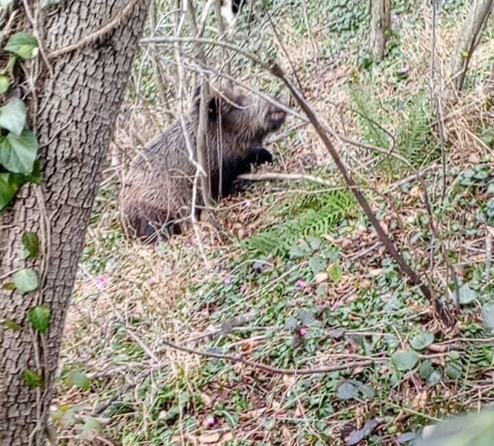 Samsun’da sezonun bitmesine günler kala avcılar, 9 köpek ve 8