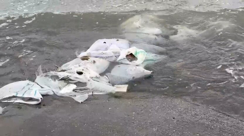 Samsun’un Atakum ilçesi sahilinde vatandaşlar, denizde çuvallar içinde inşaat malzemeleri