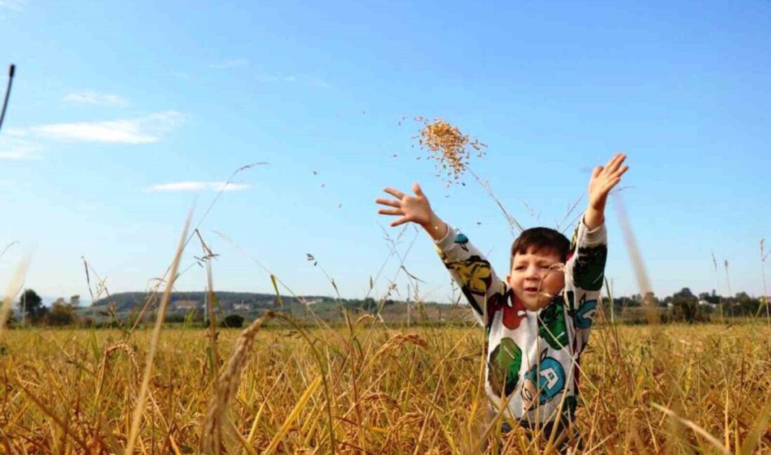 SAMSUN (İHA) – Samsun’da son tarımsal desteklemeler kapsamında üreticilere toplam