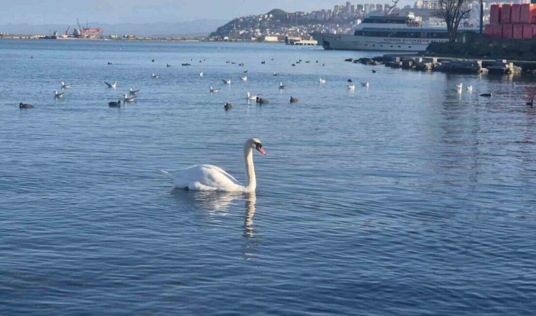 Samsun sahilleri, denizde toplanan kuş sürüleri ile görsel bir şölene