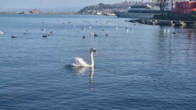 Samsun sahilleri, denizde toplanan kuş sürüleri ile görsel bir şölene