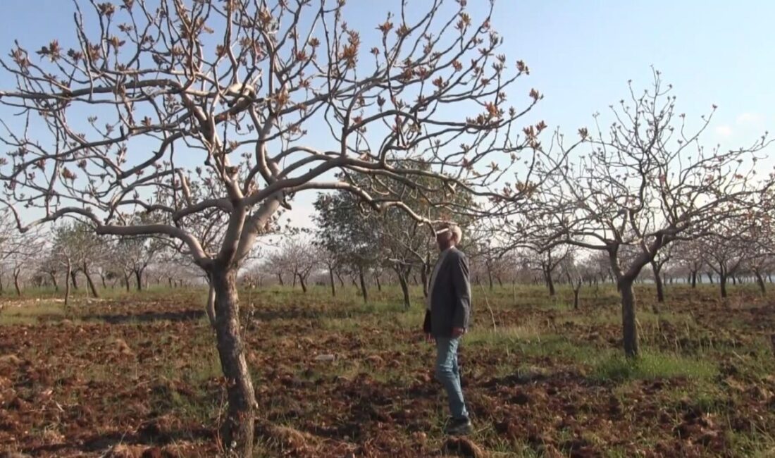 Şanlıurfa Ziraat Mühendisleri Odası Başkanı Mehmet Sözen, son dönemde etkili