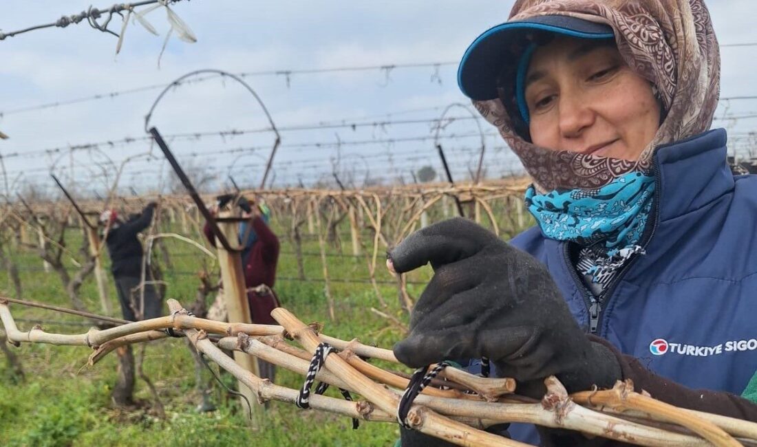Manisa’nın Sarıgöl ilçesinde üzüm üreticileri, bağlarda budama ve bağlama çalışmalarını