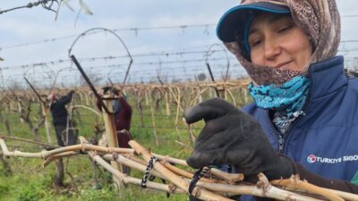 Manisa’nın Sarıgöl ilçesinde üzüm üreticileri, bağlarda budama ve bağlama çalışmalarını