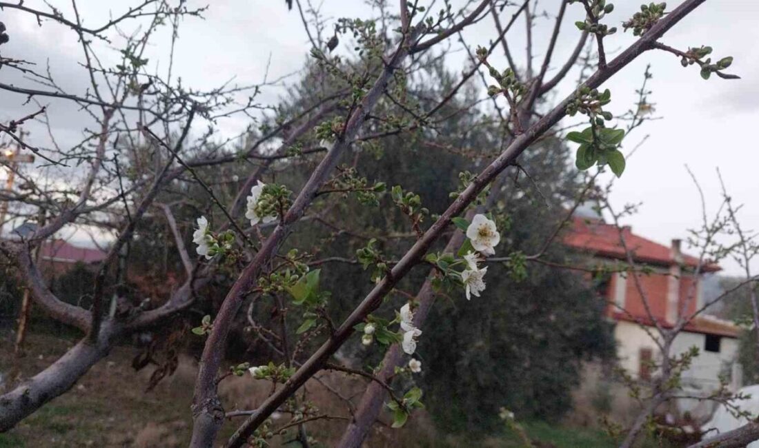 Manisa’nın Sarıgöl ilçesinde hava sıcaklıklarının mevsim normallerinin üzerinde seyretmesi ve