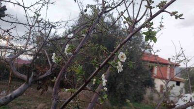 Manisa’nın Sarıgöl ilçesinde hava sıcaklıklarının mevsim normallerinin üzerinde seyretmesi ve