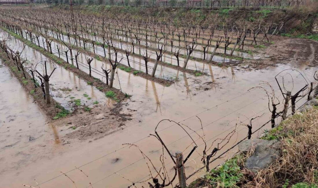 Günlerdir beklenen sağanak yağışlar Sarıgöl Ovası’nı canlandırırken, barajlarda su seviyesi