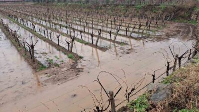 Günlerdir beklenen sağanak yağışlar Sarıgöl Ovası’nı canlandırırken, barajlarda su seviyesi