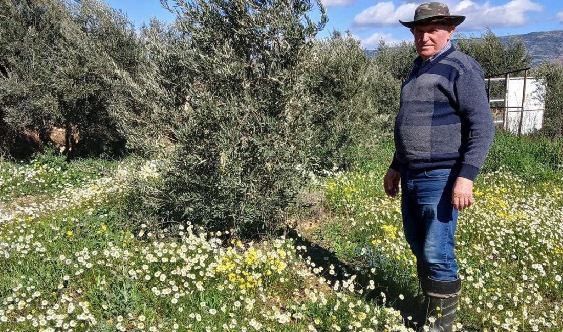 Manisa’nın Sarıgöl ilçesinde şubat ayında etkili olan güneşli ve ılık
