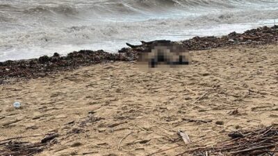 Balıkesir’in Ayvalık ilçesi Sarımsaklı sahilinde bir kadın cesedi bulundu. Edinilen