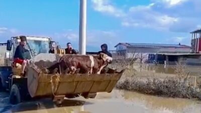 Manisa’nın Şehzadeler ilçesinde Gediz Nehri’nin taşması sonucu selde boğulmak üzere