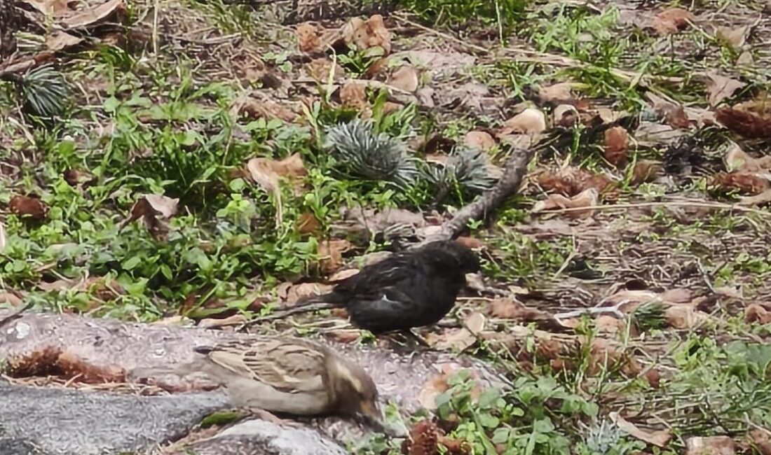 Isparta’da nadir görülen siyah renkli bir serçe, kuş gözlemcileri ve