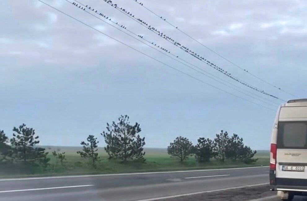 Şubat ayının gelmesiyle birlikte Muratlı-Tekirdağ yolu üzerinde gökyüzünü kaplayan yüzlerce