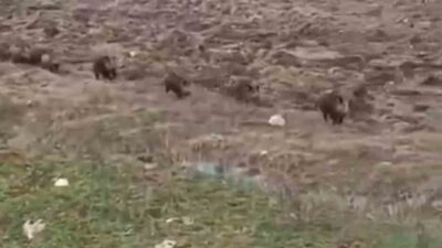 Siirt’in Kurtalan ilçesinde domuz sürüsü yolun karşısına geçerken görüntülendi. Kurtalan