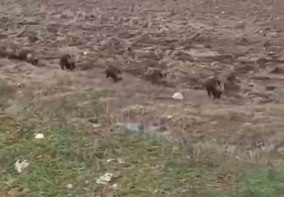Siirt’in Kurtalan ilçesinde domuz sürüsü yolun karşısına geçerken görüntülendi. Kurtalan