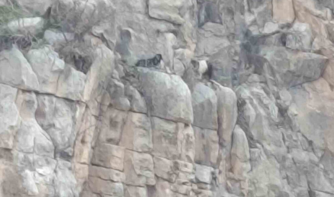 Siirt’in Eruh ilçesinde kayalıklarda 4 gündür mahsur kalan 2 keçi