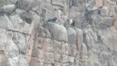 Siirt’in Eruh ilçesinde kayalıklarda 4 gündür mahsur kalan 2 keçi