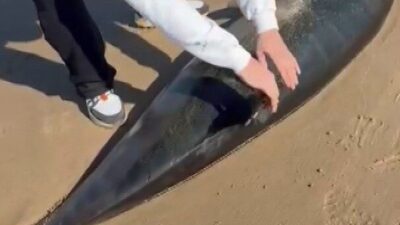 Şile’de yürüyüş yapan vatandaşlarca kıyıya vurmuş ölü yunus balığı bulundu.