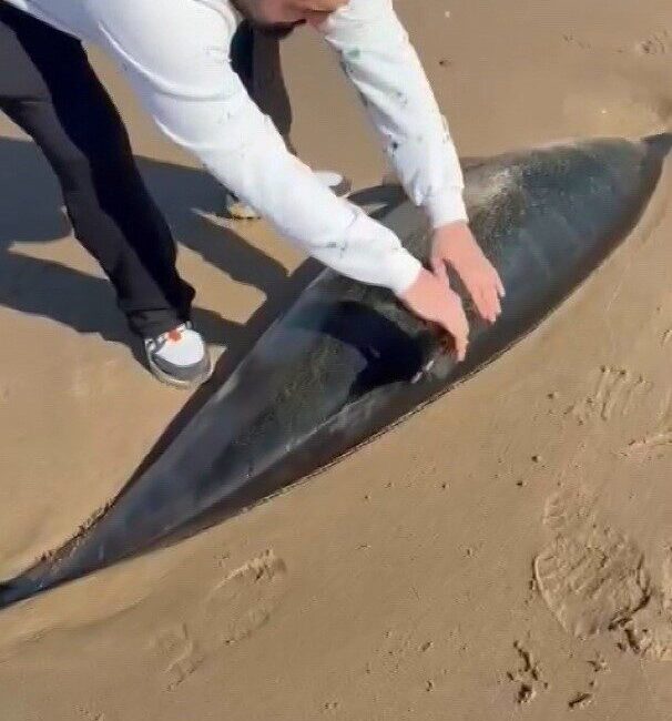 Şile’de yürüyüş yapan vatandaşlarca kıyıya vurmuş ölü yunus balığı bulundu.