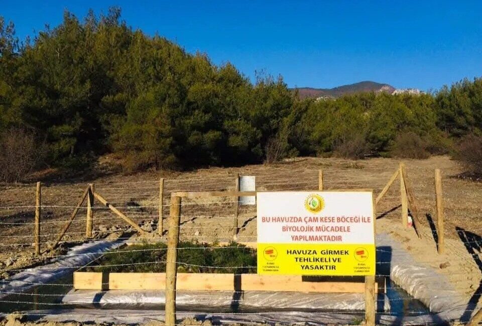 Sinop’ta ormanlara zarar veren etmenlerle mücadele kapsamında çalışmalarını sürdüren Sinop