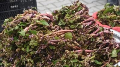 Sinop’un Erfelek ilçesine bağlı köylerde baharın habercisi olarak bilinen zılbıt