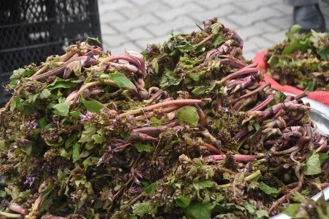 Sinop’un Erfelek ilçesine bağlı köylerde baharın habercisi olarak bilinen zılbıt