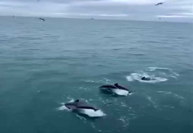 Sinop açıklarında avlanan balıkçılara eşlik eden yunus balıkları sürüsü, denizde