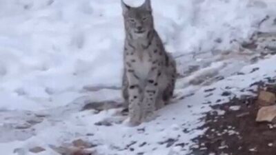 Gümüşhane’nin Şiran ilçesine bağlı Gökçeler köyünde nesli tehlike altında bulunan