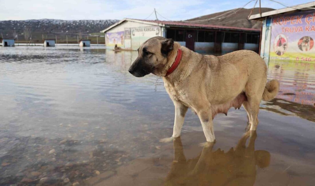 Sivas’ta yağan karın erimesiyle birlikte kentin birçok noktasında su taşkınları