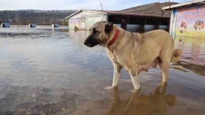 Sivas’ta yağan karın erimesiyle birlikte kentin birçok noktasında su taşkınları