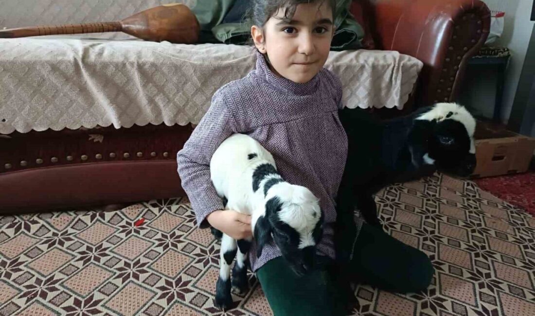 Elazığ’da dünyaya gelen kuzular, don tehlikesine karşı evin içine alındı.