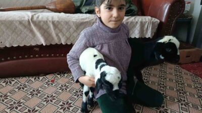 Elazığ’da dünyaya gelen kuzular, don tehlikesine karşı evin içine alındı.