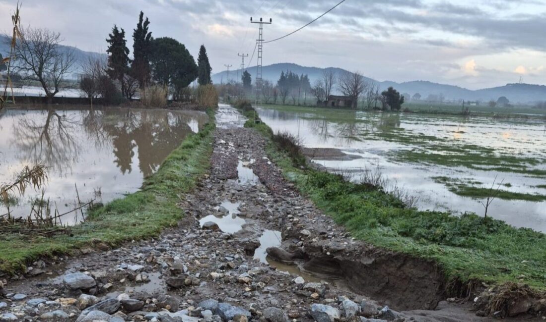Aydın’ın Söke ilçesinde etkili olan aşırı yağışlar, tarım ve hayvancılık