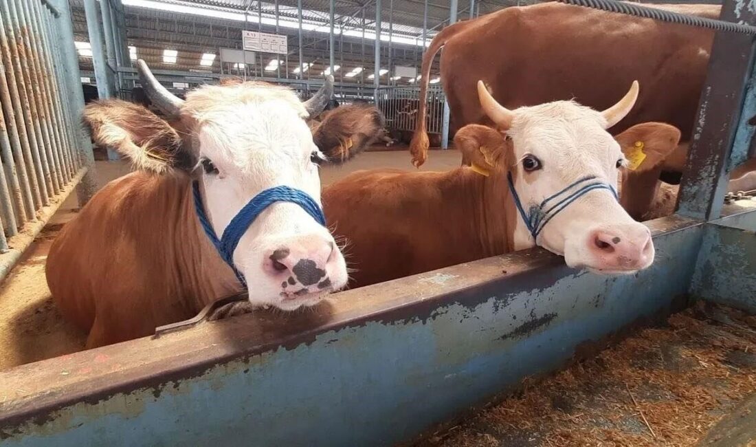Aydın’ın Söke ilçesinde şap hastalığı söndürülürken, hastalık nedeniyle uygulanan karantina