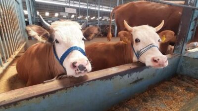 Aydın’ın Söke ilçesinde şap hastalığı söndürülürken, hastalık nedeniyle uygulanan karantina