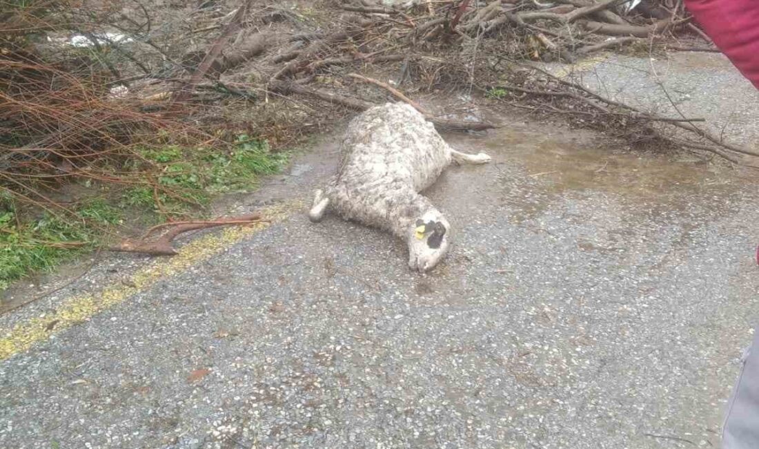 Söke’ye bağlı Karacahayıt Mahallesi’nde dün gece etkili olan aşırı sağanak