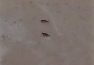 Son yılların en yağışlı kışının yaşandığı Sivas’ta yabani hayvanlar, sık