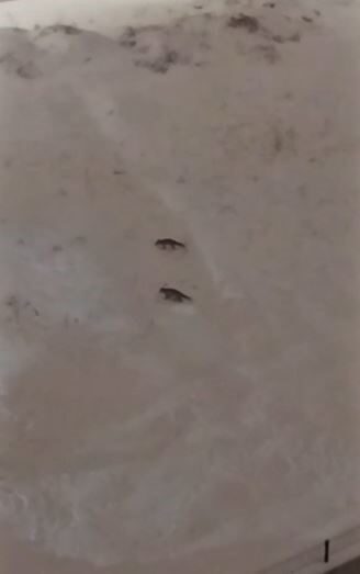 Son yılların en yağışlı kışının yaşandığı Sivas’ta yabani hayvanlar, sık