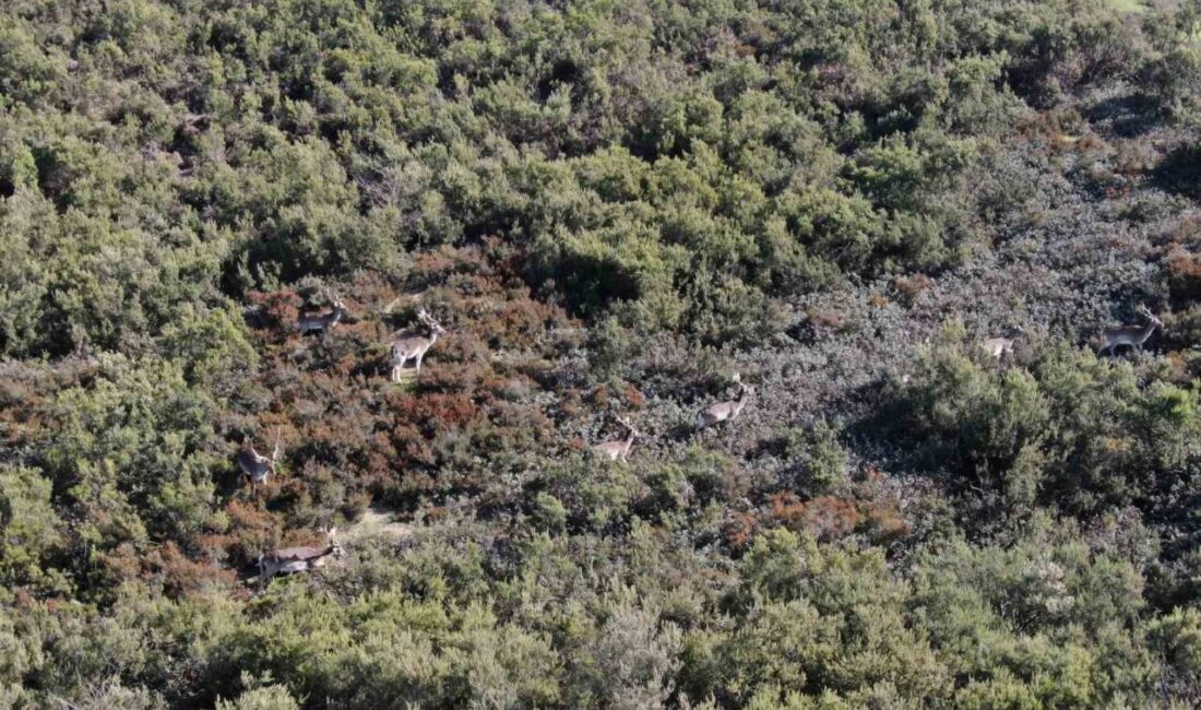 Tuzla Akfırat mevkiindeki ormanlık alanda görüntülenen geyikler, sosyal medyada paylaşılmasının