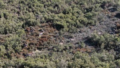 Tuzla Akfırat mevkiindeki ormanlık alanda görüntülenen geyikler, sosyal medyada paylaşılmasının